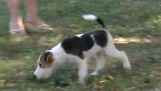 Фокстерьер: все о породе.