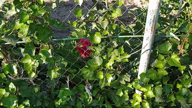 Белоснежное облако клематиса смотреть онлайн