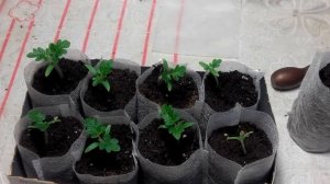 Стаканчики для рассады из нетканого материала. Часть 1