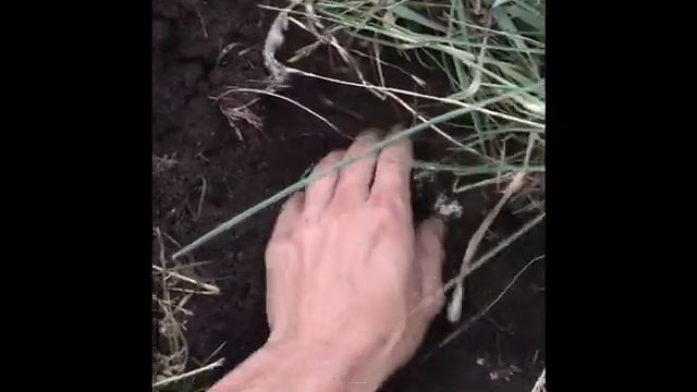 Шампиньоны Под Землей Как Выглядят Шампиньоны смотреть онлайн