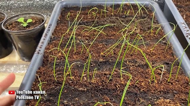 Только так через рассаду можно вырастить крупную репку лука за 1 сезон смотреть онлайн