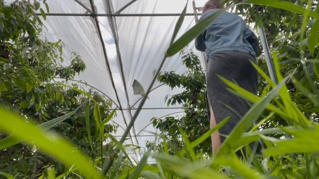 Черешневый рай. Укололся. Нотариус. Оценки за полгода. #PixelsOfLife смотреть онлайн