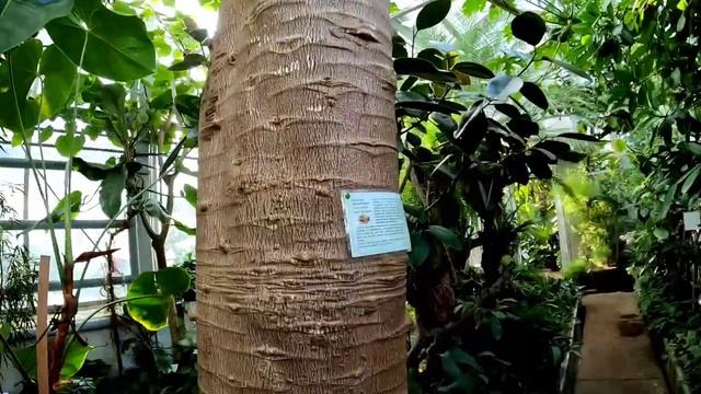 Ботанический сад в Каунасе. Осень 2022 #kaunas #lietuva