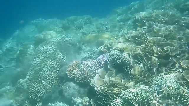 Bunaken Sea Garden Resort, coral reef смотреть онлайн