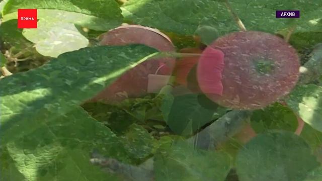 Яблоки созрели в саду на острове Татышев смотреть онлайн