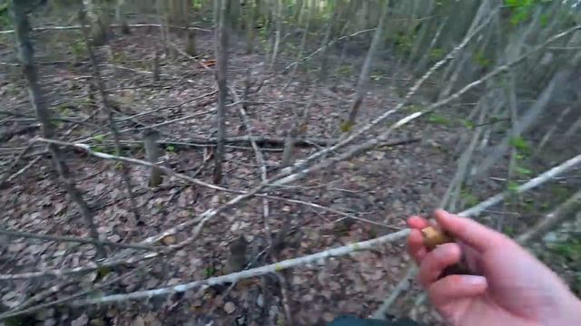 УРА!!! ГРИБНИКИ ДОЖДАЛИСЬ СЧАСТЬЯ! Зашли в дремучие заросли, а ТАМ... Готовим СМОРЧКИ! Грибы 2022! смотреть онлайн