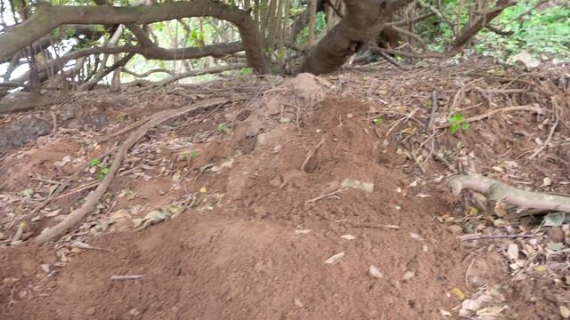 Baby Monkey Helps And Take Care Of Five Little Ducks In The Cave