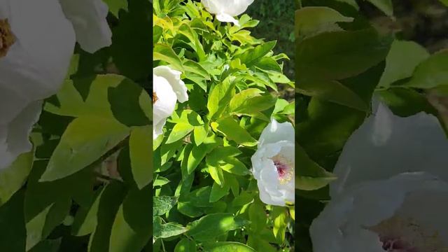 Пион древовидный Нефритовая принцесса смотреть онлайн