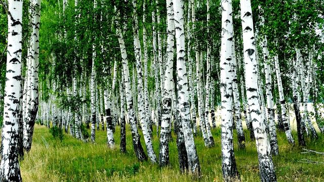 Евгений Дятлов - Я в весеннем лесу пил березовый сок смотреть онлайн