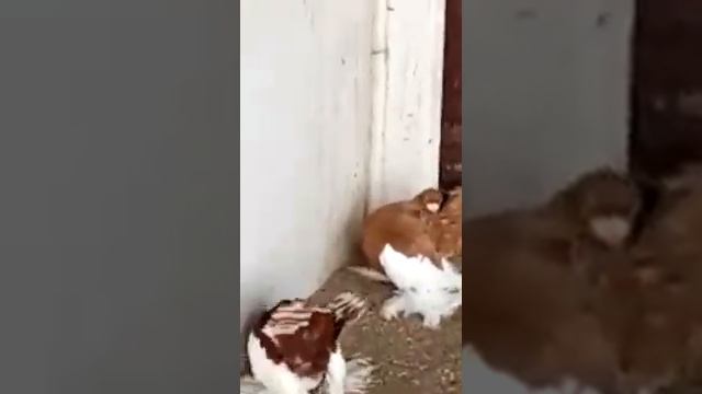 Статные голуби. Ленточные голуби. Pigeons смотреть онлайн