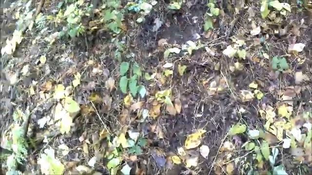 Покажу вам где обитают маслята смотреть онлайн