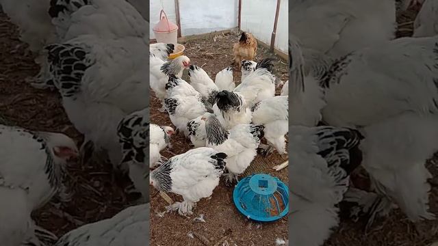 брама светлая колумбийская. смотреть онлайн