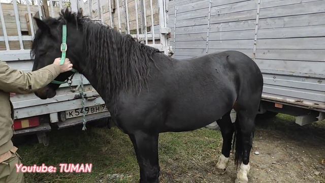 Лошади рынок Лошадей Урус-мартан, Чечня. смотреть онлайн