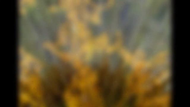 Nikon COOLPIX L330 смотреть онлайн