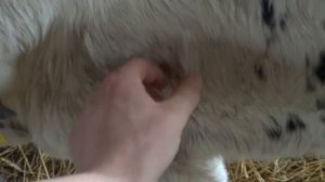 Тяжёлый понос у недельного телёнка.