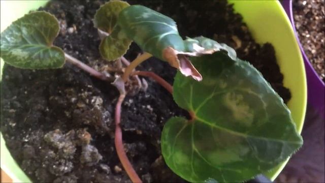 Средство от почвенных мошек (мушек). Исчезли все на второй день. смотреть онлайн