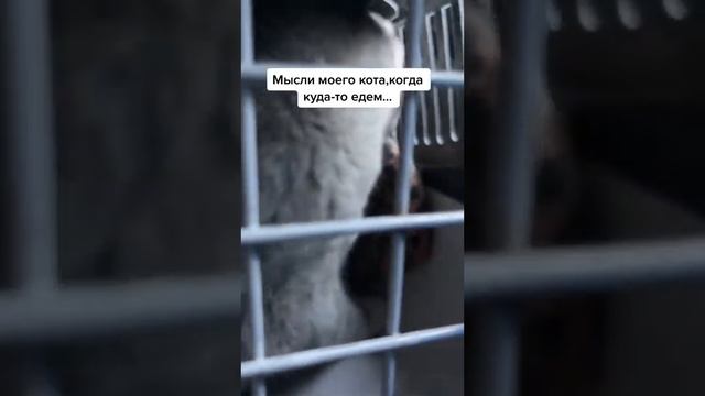 кот говорит домой смотреть онлайн