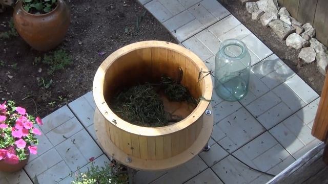 Иван-чай. Правильное завяливание листьев для скручивания их на станочке. смотреть онлайн