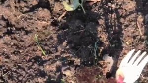 Коллекция колеусов, август 2022. 3 часть