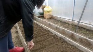 Март месяц . В теплице сажаю  редис  и зелень .