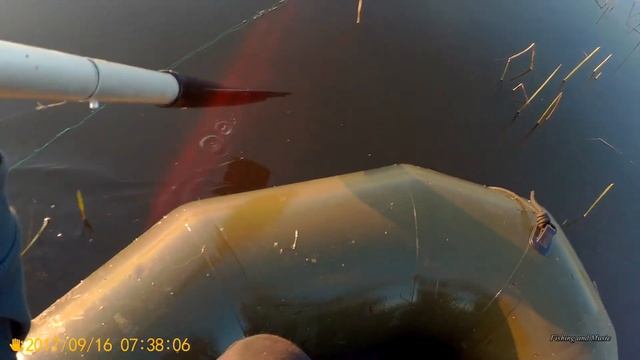 Ловля карпа сетями на частном водоеме. смотреть онлайн