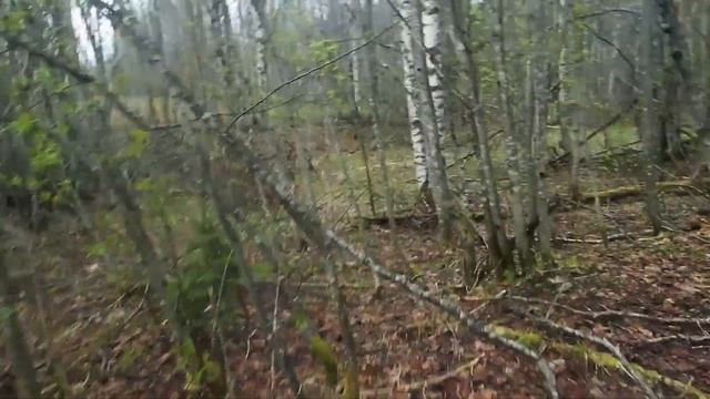 Пеший турпоход ? "Сказки Вепсского леса" ? Деревня Лукино. Пряничный домик. смотреть онлайн