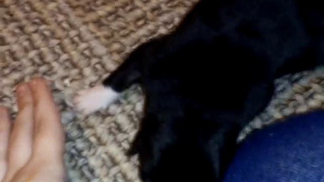 Щенок у которого ещё не открылись глаза смотреть онлайн