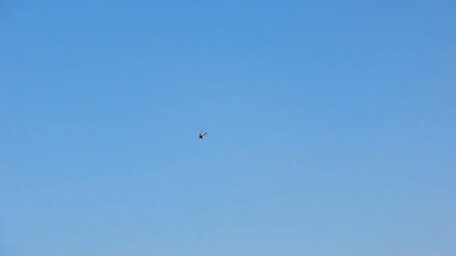 Kamenka, Flying RC Helicopters T Rex500 T Rex550 P19
