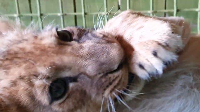 Львенок Алтай смотреть онлайн