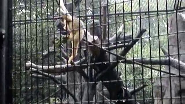 Golden Monkey im Shanghai Zoo смотреть онлайн