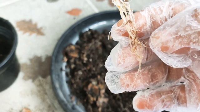 Alocasia Melo Kapuas/Alocasia Chaii