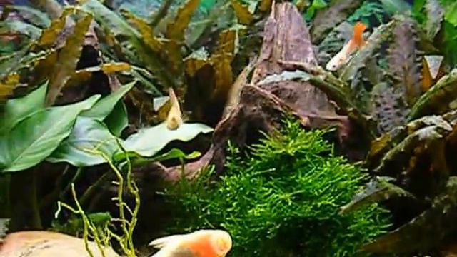 Мой пресноводный аквариум / My freshwater aquarium with soundtrack смотреть онлайн