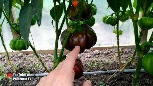 СОРТ СЛАДКОГО ПЕРЦА РАТУНДА САМЫЙ МЯСИСТЫЙ ИЗ ПЕРЦЕВ