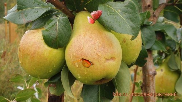 Груша плодовая Москвичка (pyrus Communis Moskvichka) ? обзор: как сажать, саженцы груши Москвичка