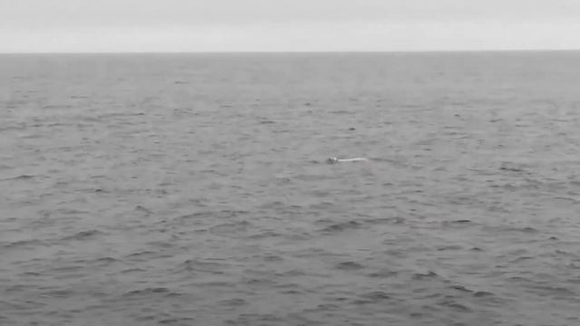 белый медведь плывет в открытом океане смотреть онлайн