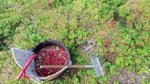 СБОР БРУСНИКИ / СКОЛЬКО МОЖНО ЗАРАБОТАТЬ / ЧАСТЬ 2