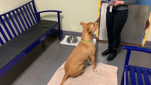Vincent's Adoption Video смотреть онлайн