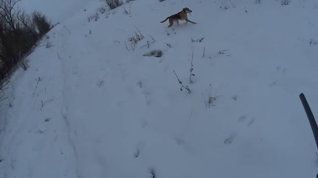 Охота с мр 155. Охота на зайца. смотреть онлайн