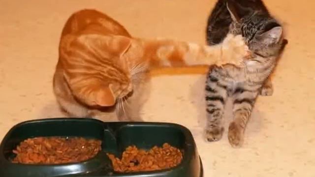 кошки. коты и котята смешно смотреть онлайн