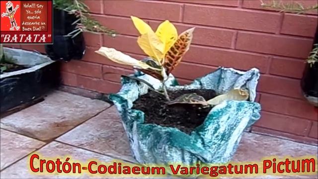 Croton petra - Codiaeum смотреть онлайн