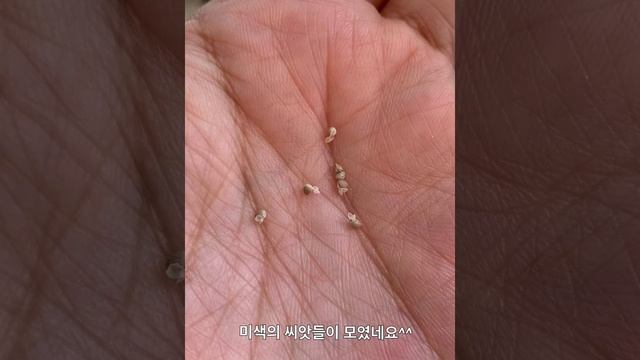 아프리카식물 도스테니아 크리스파 Dorstenia Crispa 채종과 파종