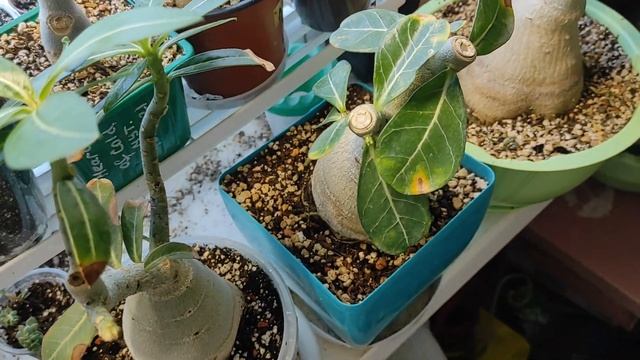 ОБЗОР прививок адениумов Я ВЕРНУЛАСЬ))) #адениум #adenium смотреть онлайн