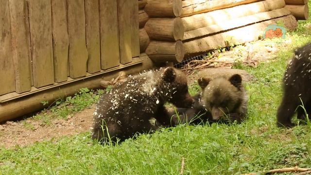 Тюменские медвежата. Беззаботное детство в реабилитационном центре Тверской области смотреть онлайн