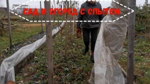 Как укрыть малину на зиму для раннего плодоношения