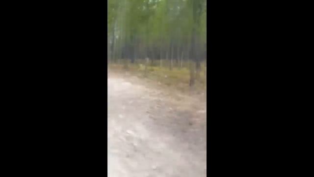 ГИГАНТСКИЙ ВОЛК напал на собаку ! смотреть онлайн