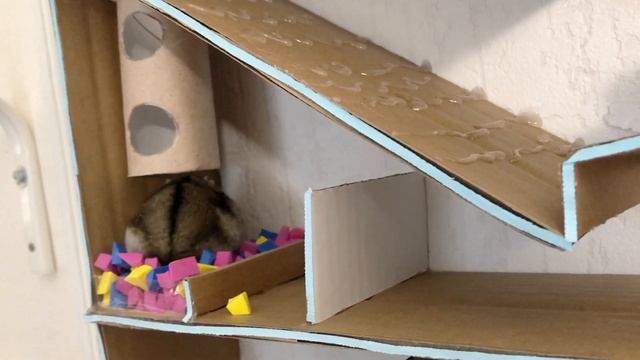 ? Plump Hamster Explores Cardboard Maze ?[OBSTACLE COURSE]? смотреть онлайн