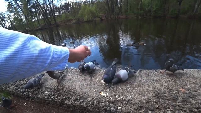 Пуща-Водица парк. Дикая природа. Кормим уточек. смотреть онлайн