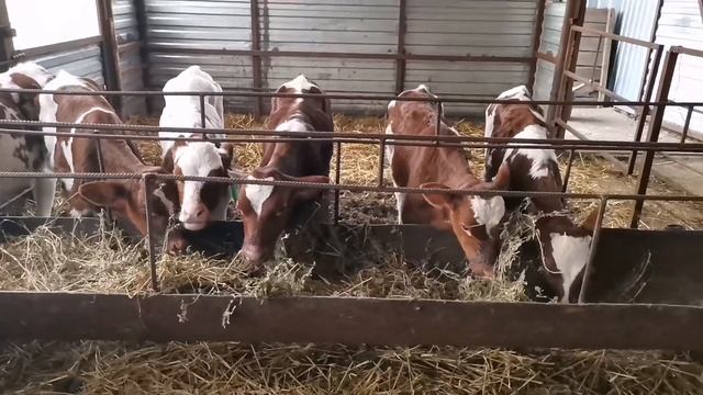 Бычки телята продажа , звоните смотреть онлайн