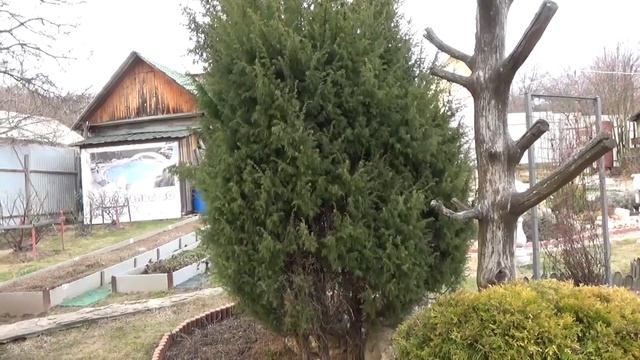 ХВОЙНЫЕ. Что и зачем делаю в первую очередь ВЕСНОЙ. Чищу Кормлю Обрабатываю смотреть онлайн