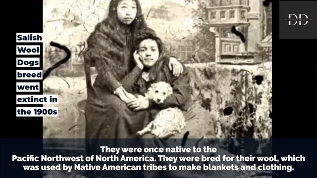 "Lost Dogs: 5 Extinct Breeds You Never Knew Existed" I Daily Dose смотреть онлайн